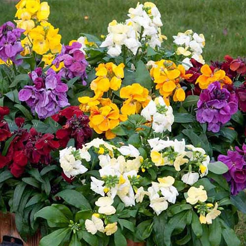 بذر گل شب بو خیری پاکوتاه الوان