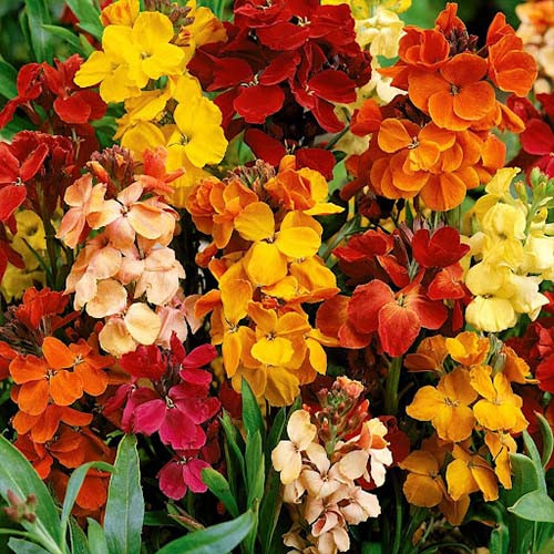بذر گل شب بو خیری پاکوتاه الوان