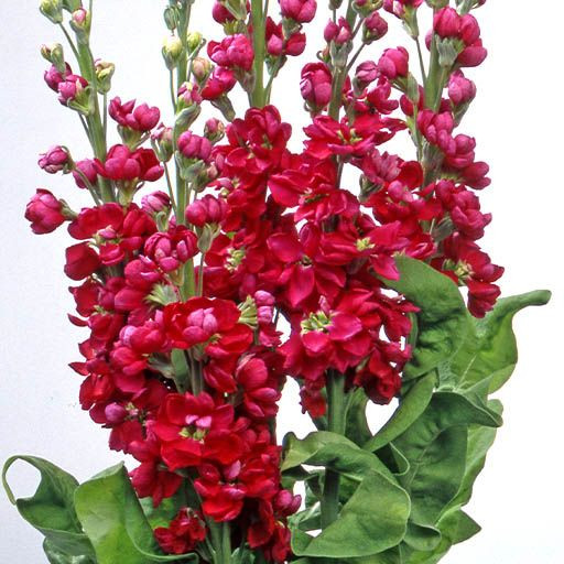 بذر گل شب بو قرمز