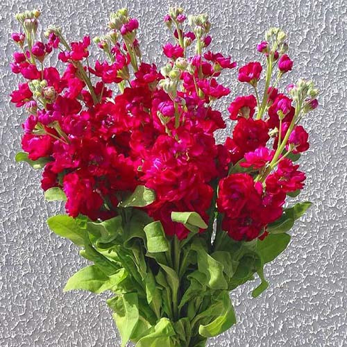 بذر گل شب بو قرمز