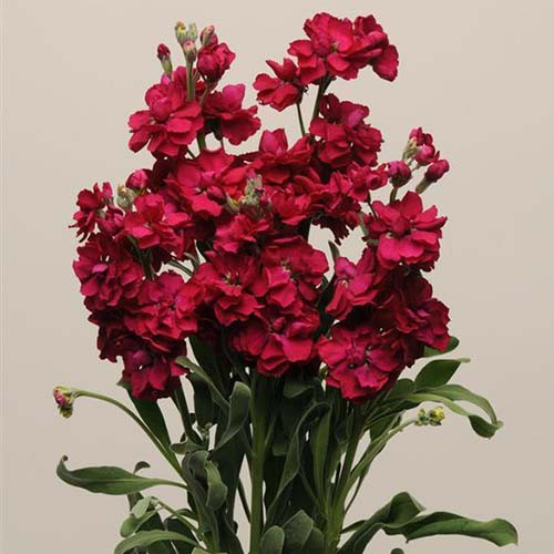 بذر گل شب بو قرمز