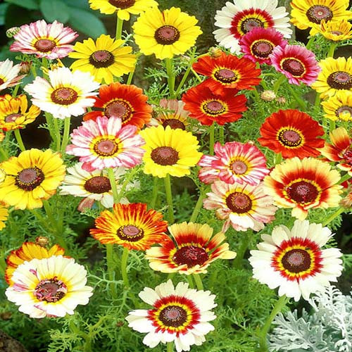 بذر گل داوودی یکساله الوان