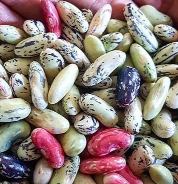 بذر لوبیا محلی گیلان پاچ باقلا مخصوص باقلا قاتق