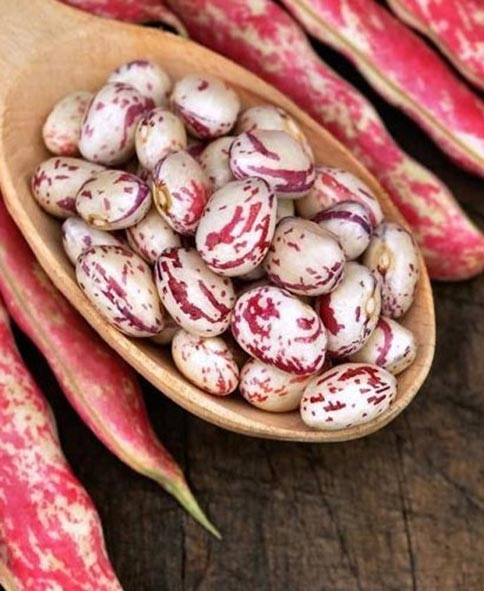 بذر لوبیا چیتی محلی گیلان