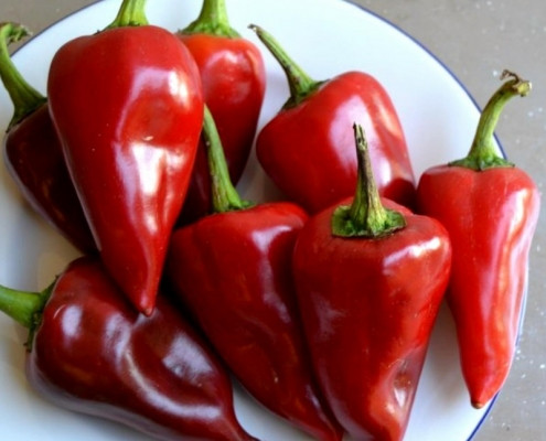 بذر فلفل شیرین و قرمز پیکیلو روکالبا اسپانیا
