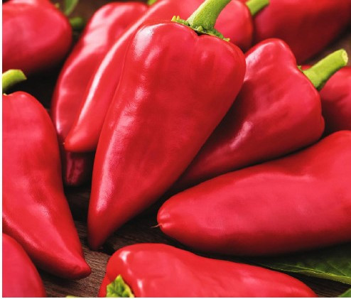 بذر فلفل شیرین و قرمز پیکیلو روکالبا اسپانیا