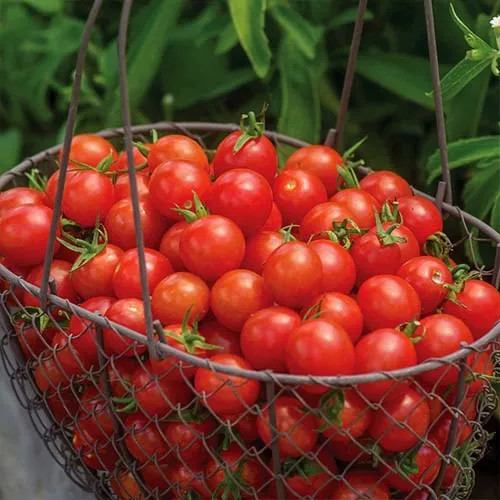 بذر گوجه چری قرمز درختی