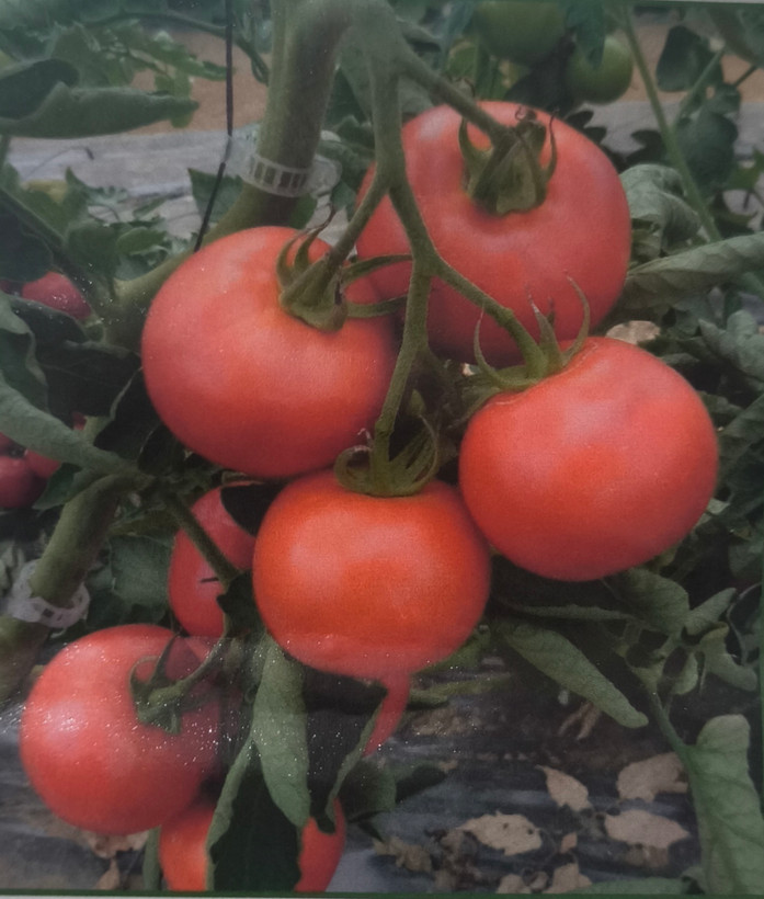 بذر گوجه فرنگی هیبرید گلخانهای آناستا Anasta F1