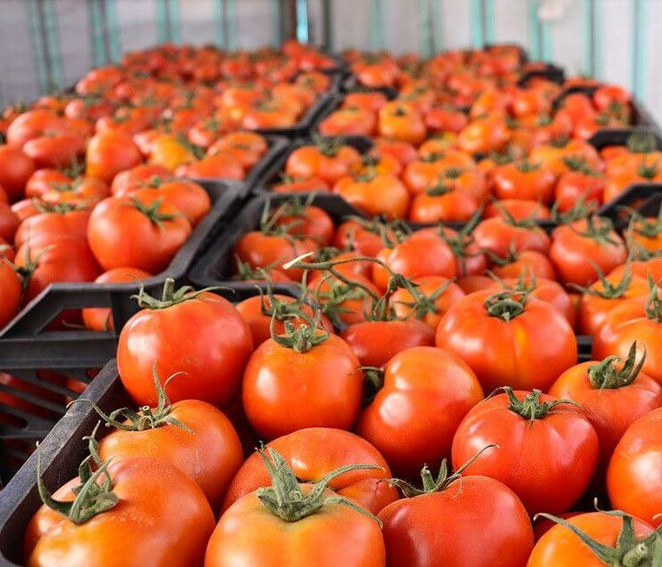 بذر گوجه فرنگی هیبرید گلخانهای آناستا Anasta F1