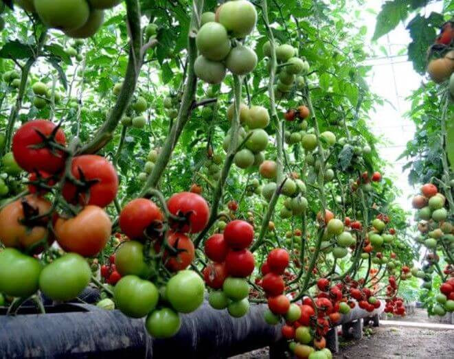 بذر گوجه فرنگی هیبرید گلخانهای آناستا Anasta F1