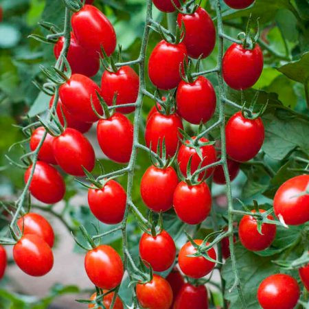 بذر گوجه فرنگی زیتونی قرمز