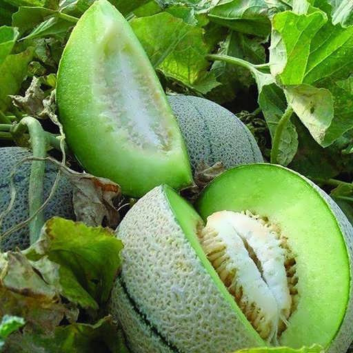 بذر طالبی تو سبز