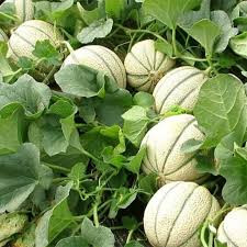 بذر طالبی تو سبز