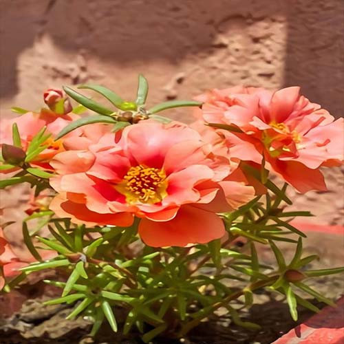 بذر گل ناز آفتابی نارنجی