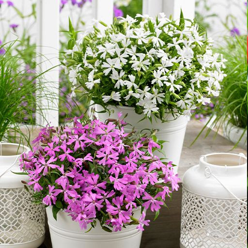 بذر گل سیلن پاکوتاه الوان