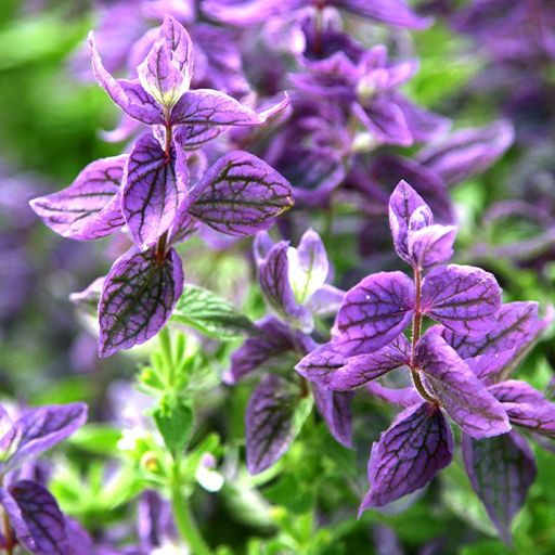 بذر گل سلوی (مریم گلی) بنفش