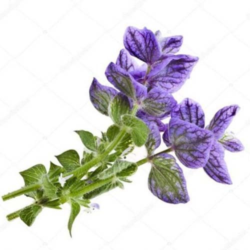 بذر گل سلوی (مریم گلی) بنفش