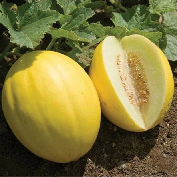 بذر ملون جان کانری (شیرازی)