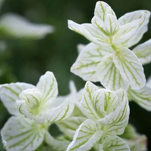 بذر گل سلوی (مریم گلی)سفید