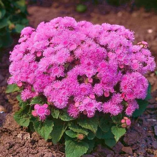 بذر گل ابری قرمز