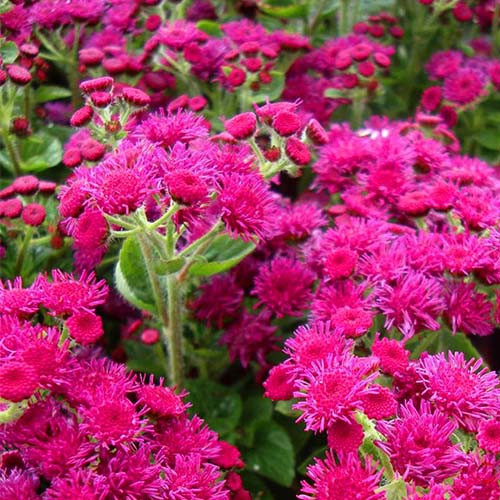 بذر گل ابری قرمز