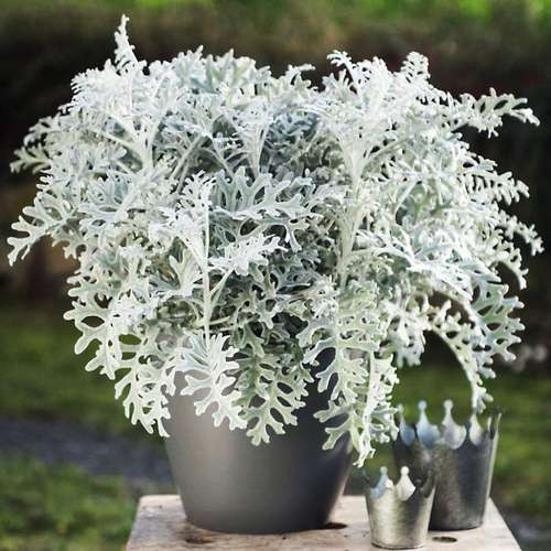 بذر گل ابری نقره ای