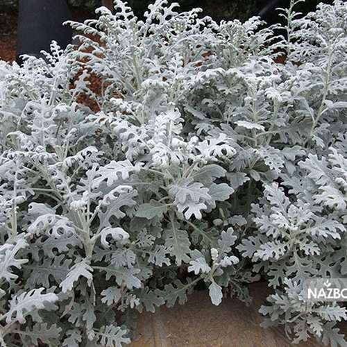 بذر گل ابری نقره ای