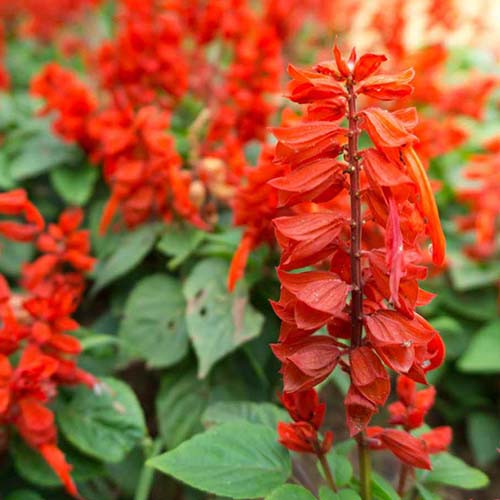 بذر گل سلوی (مریم گلی) قرمز