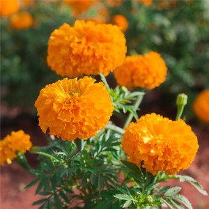 جعفری پاکوتاه گل درشت نارنجی