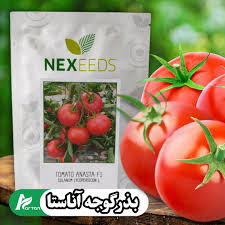 بذر گوجه فرنگی هیبرید گلخانهای آناستا Anasta F1