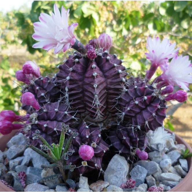 بذر کاکتوس ژمینو شکلاتی