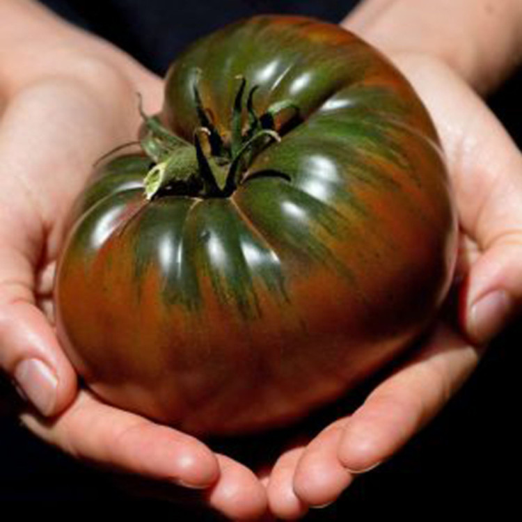 بذر گوجه فرنگی غول ارغوانی