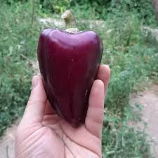بذر فلفل مخروطی بنفش