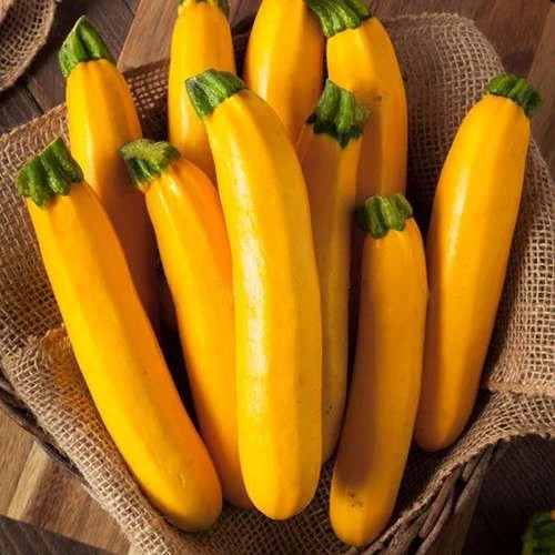 بذر کدو قلمی خورشتی زرد