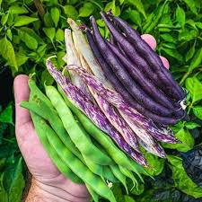 بذر لوبیا میکس