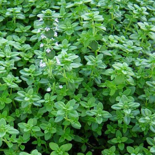 بذر آویشن باغی