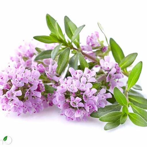 بذر آویشن دنایی