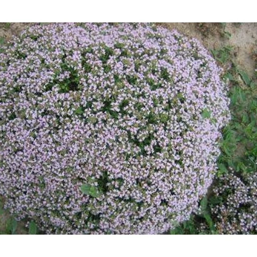 بذر آویشن دنایی