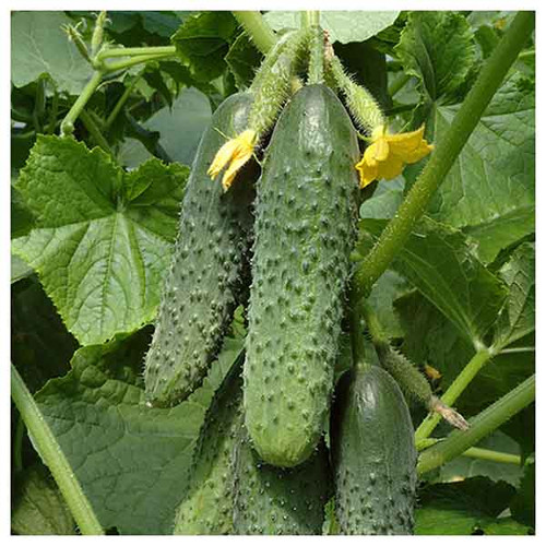 بذر خیار خاردار درختی