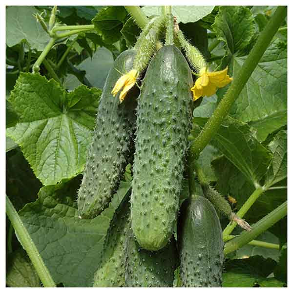 بذر خیار خاردار درختی