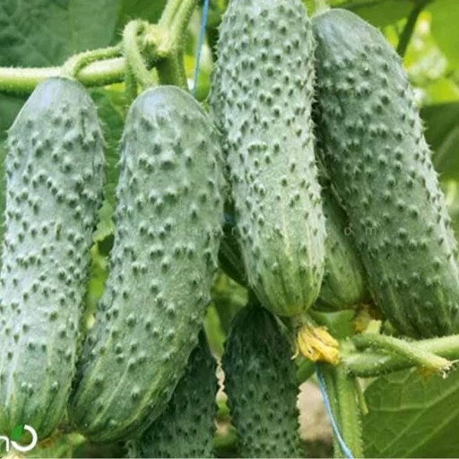 بذر خیار خاردار درختی مناسب خیار شور