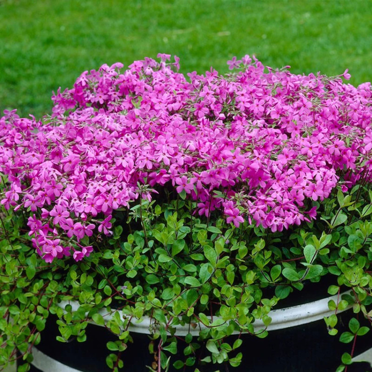 بذر آویشن خزنده آمریکایی بسیار خوش عطر