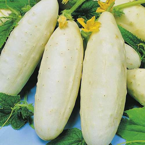 بذر خیار بوته ای سفید