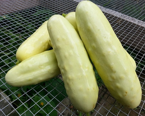 بذر خیار بوته ای سفید