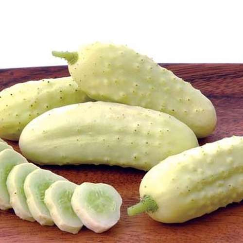 بذر خیار بوته ای سفید