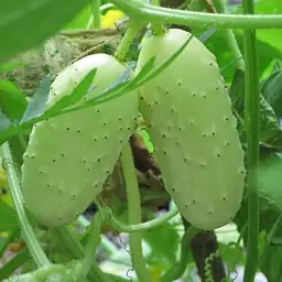 بذر خیار بوته ای سفید