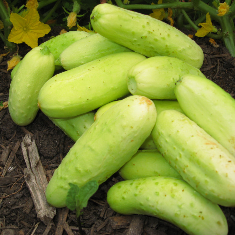 بذر خیار بوته ای سفید