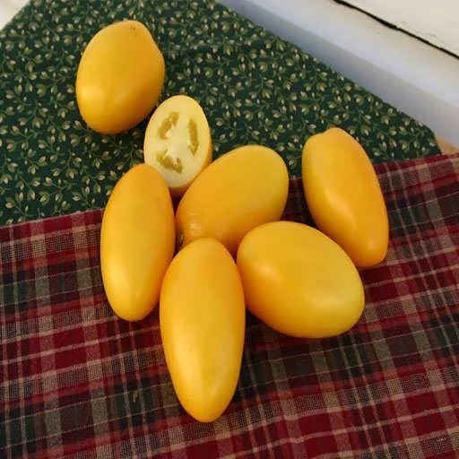 بذر گوجه زیتونی زرد