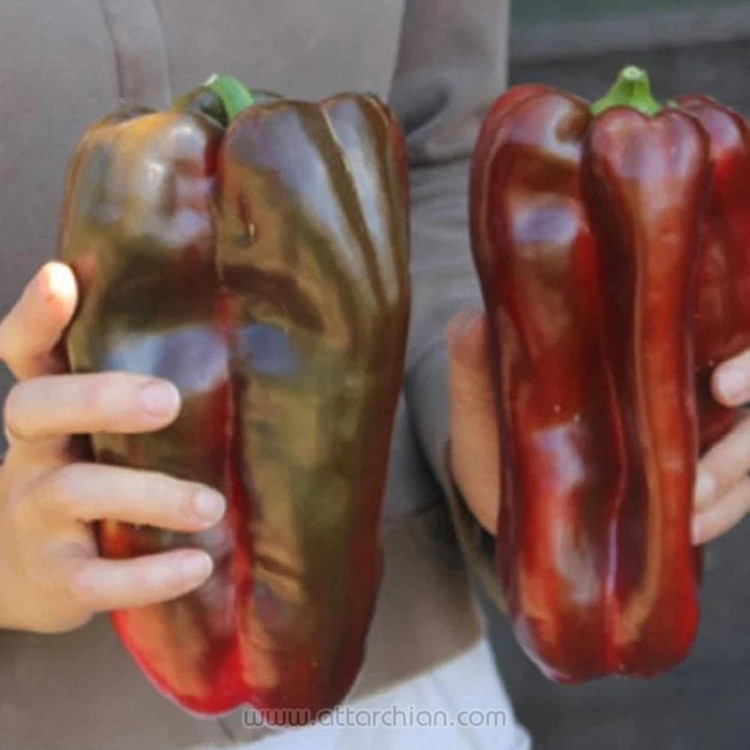 بذر فلفل ماموت غول