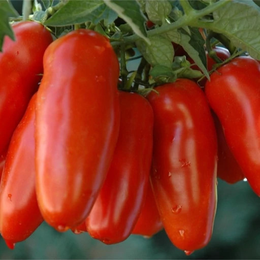 بذر گوجه فرنگی ماری قرمز درختی